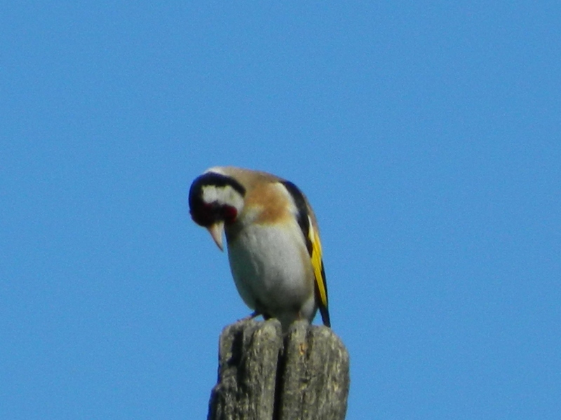 Avifauna humor